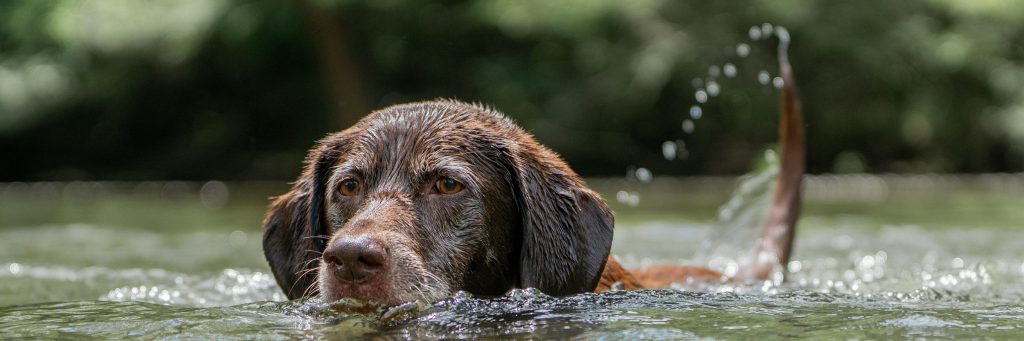 Chocolate labrador swimming