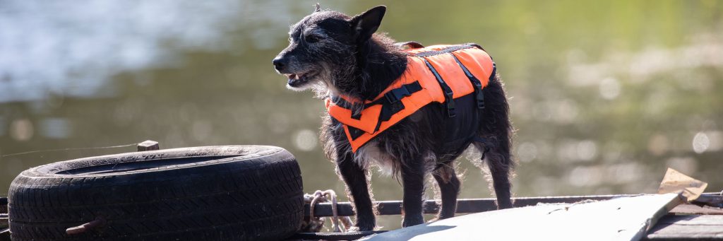 Dog in a life jacket
