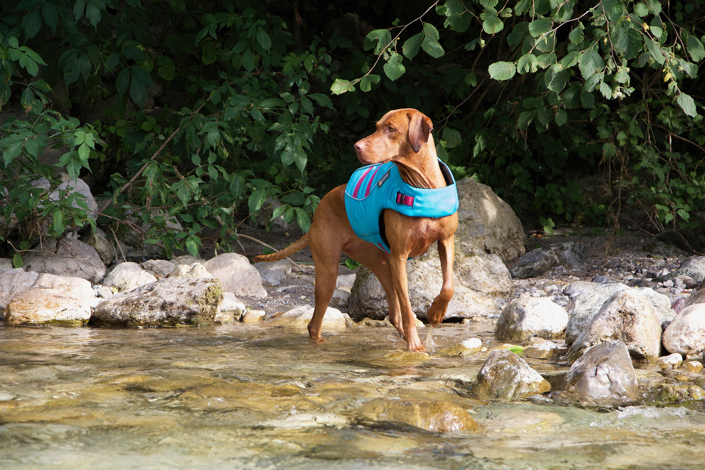 Dog in water vest